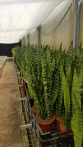 Imagen 4 de 4 de Sansevieria Trifaciata Green 60-80 Cms Fotos Reales