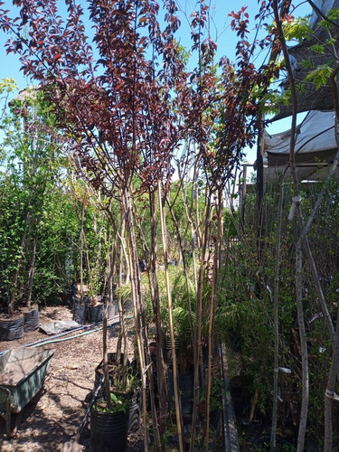 Imagen 4 de 9 de Prunus Pisardi , Arbol-e.gratis Caba Y Gba