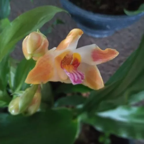 Orquídea Rara Exótica Chysis Limminghei (muda Sem Flor)