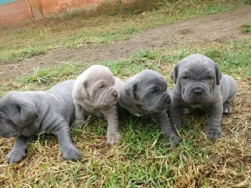 Cachorros Mastín Napolitano Con Pedigree Para La Entrega Inm