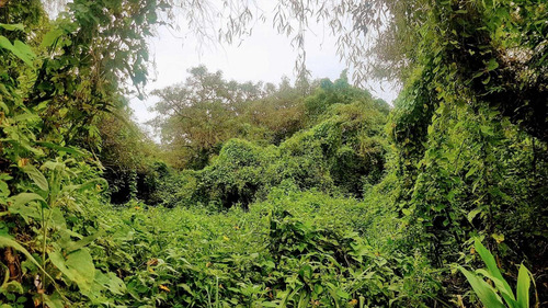 Imagen 20 de 30 de Lote Venta 2da Sección Delta Islas Sobre Paraná De L. Palma