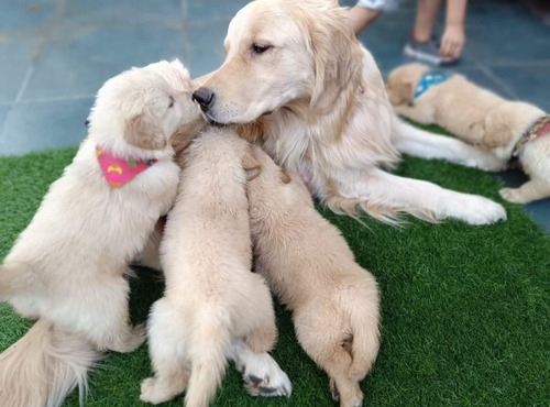 Cachorros Golden Retriver 