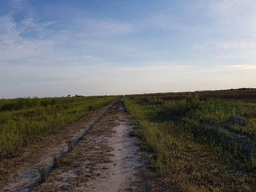 Imagen 3 de 8 de Vendo 90 Hectáreas Campo, Oportunidad