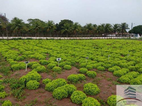 Imagem 28 de 30 de Granja A Venda Em Macaíba