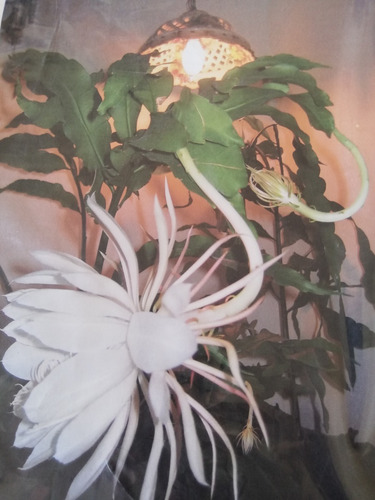 Planta: Dama De Noche Nro. 30