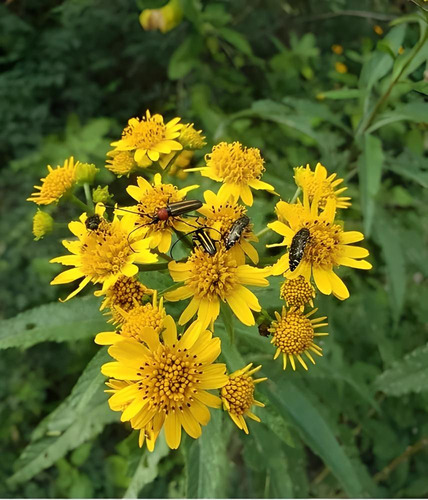 20 Semillas De Huichin Verbesina Persicifolia