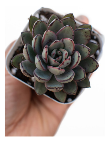Echeveria Caamanoi Suculenta Colección N° 8