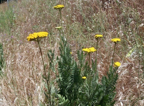 Imagen 3 de 6 de Achillea Filipendulina