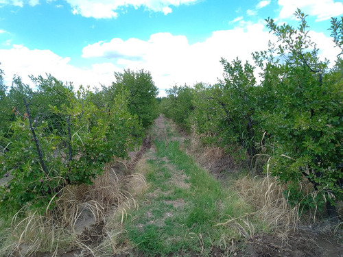 Finca En Producción Con Casa