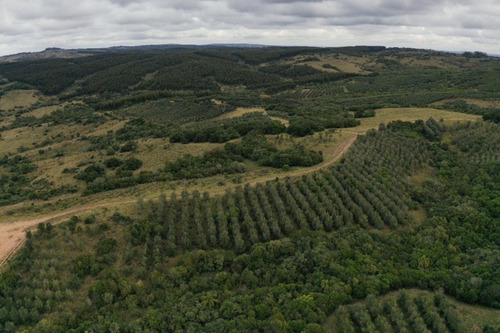 Imagen 23 de 30 de Campo Ovicola En Garzon - 212 Hectareas