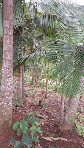 Imagem 22 de 30 de Chácara Rural A Venda Em Ilhota/sc - 1684c