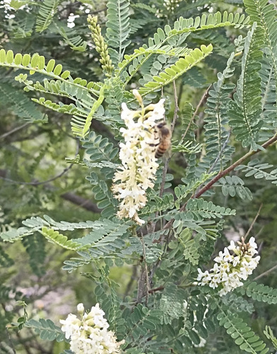 Eysenhardtia Polystachya, Palo Dulce, Palo Azul, Nv