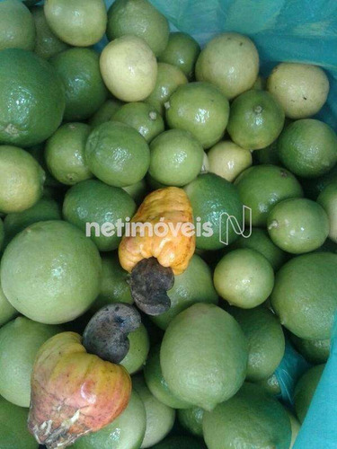 Imagem 22 de 29 de Venda Chácara Zona Rural Conceição Do Pará - 875793