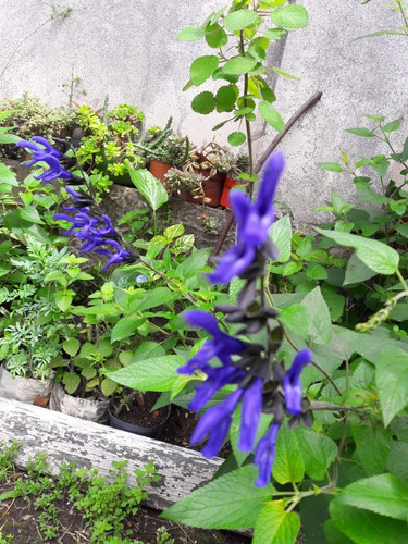 Plantines De Salvia Guaranitica, Flor Azul(no Envio)