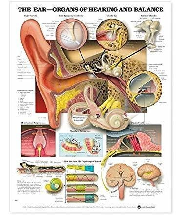 El Oído: Órganos De La Audición Y Gráfico Equilibrio Anatómi