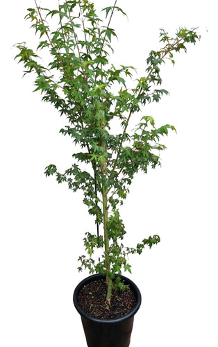 Arce Palmatum