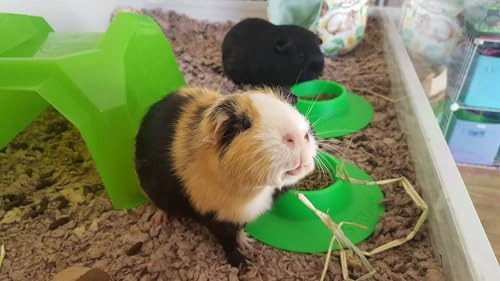 Cuenco Ergonómico Mascotas Prueba Puntas Conejillo, Tamaño P