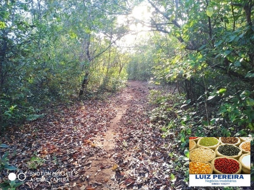 Imagem 12 de 15 de Fazenda Em Divinópolis - To - 136 Alqueirões (pecuária) - 1382