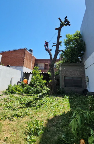 Poda De Arboles Tala Extracciones De Raiz Escalador Palmeras