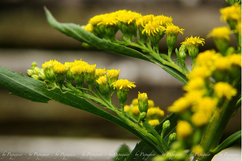 Arnica Brasileira Solidago Erva Medicinal 20 Sementes