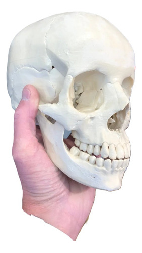 Cráneo Anatómico 3d - Anatomía