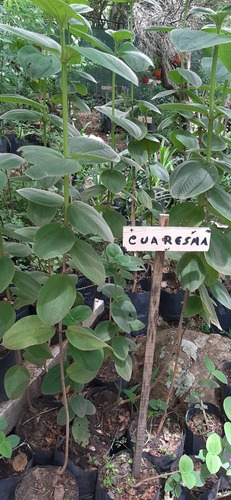 Tibouchina, (cuaresma), Planta