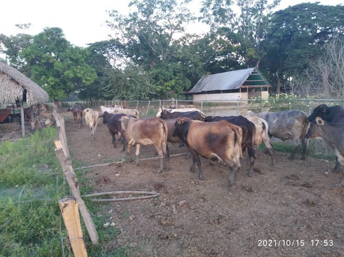 Imagen 8 de 13 de Finca Agropecuaria San Sivestre, Barinas En Venta