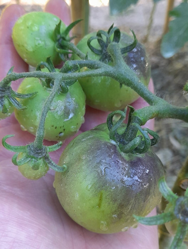 15 Semillas De Tomate Dark Galaxy