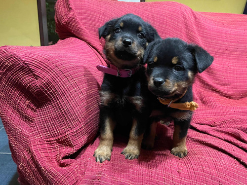 Imagen 4 de 4 de Rottweiler Cachorros Con Pedigrí Del Kcu Listos Para Entrega