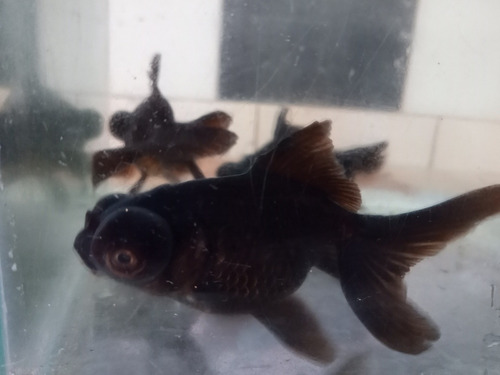 Telescopicos Negros 5 Cm Peces Agua Fria Carassius Peceras