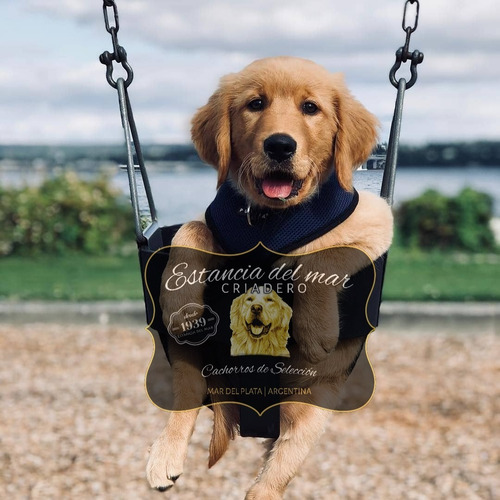 Venga A Ver Los Golden Retriever Mas Buscados De Argentina