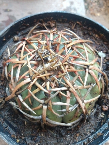 Cactus Echinocactus Horizonthalonius O Lengua De Diablo