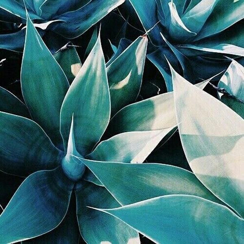Shampoo De Limpieza Profunda Agave Healing Oil