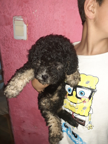 Imagen 9 de 9 de Caniche Toy Negras