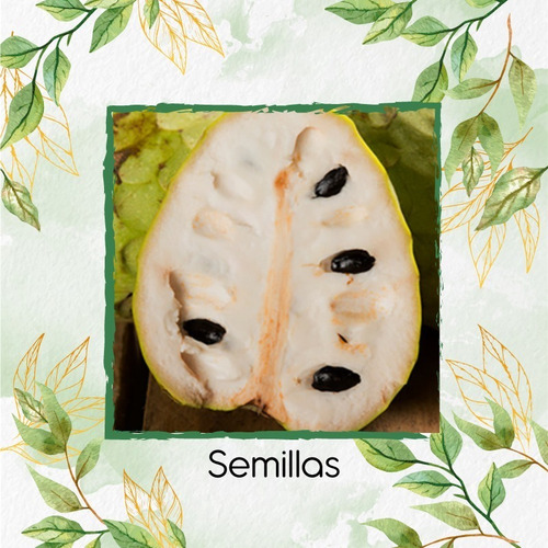 100 Semillas De Árbol Chirimoya