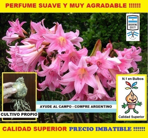 Bulbos Amaryllis Belladonna (azucena Rosa) Bulbos-semillas | MercadoLibre