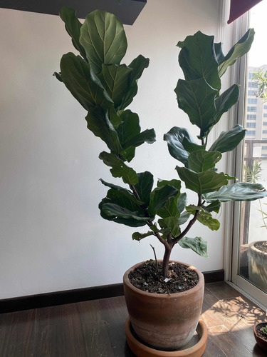 Ficus Pandurata