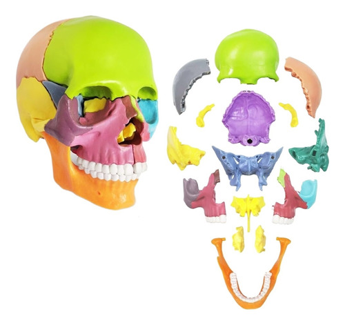 15 Modelo De Cráneo Médico Coloreado Parcialmente
