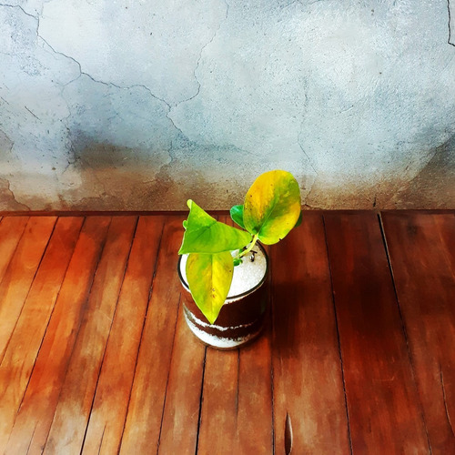 Imagen 6 de 9 de Scindapsus Little Terrario 10 The Little Yisus