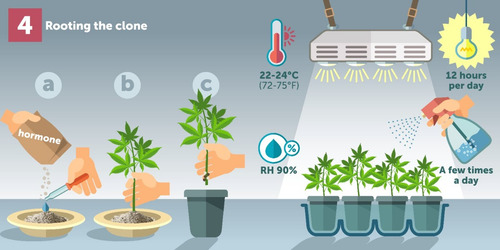 Solução Clonex Clone 20ml Clones, estacas e mudas