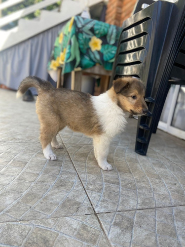 Cachorros Collie Rough (escobar)