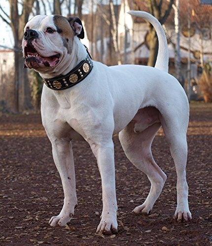 Imagen 5 de 8 de Máximo Bestia Cuero Auténtico Collar De Perro, Razas Grandes