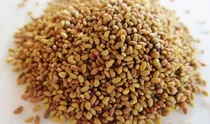 Comprar Semillas De Alfalfa Para Germinados X 500 Semillas
