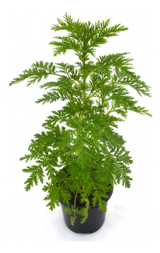 30 Sementes De Artemisia Annua Erva Medicinal Artemisinina
