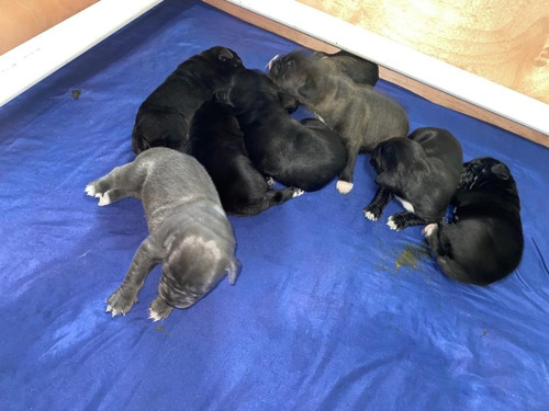 Imagen 2 de 7 de Cane Corso Camada Nueva