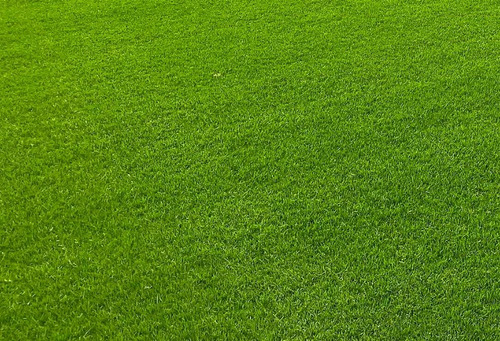 Mezcla Semillas De Pasto Kikuyo, Ray Grass, Bermuda 3kg