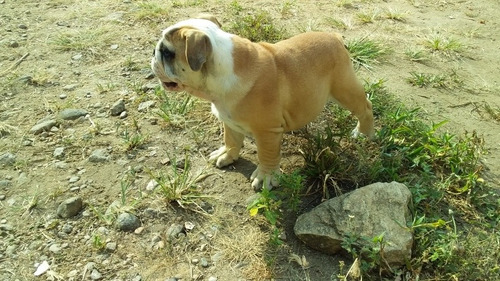 Imagen 1 de 8 de Espectaculares Cachorros Bulldog Inglés Con Pedigree