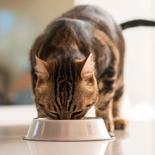 Comida Húmeda Para Gato Origens Filete Atún Con Melón 85gr