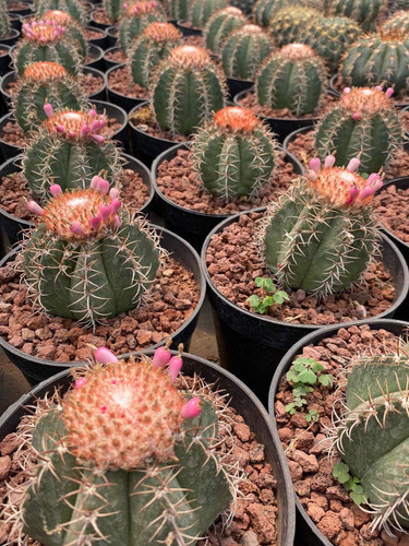 Imagen 5 de 5 de Melocactus - Cactus No Suculenta