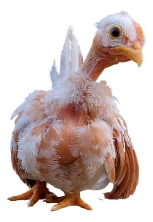 Ovos Férteis Garnize Polacos E Suros.